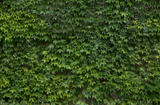 photo texture of ivy 0007